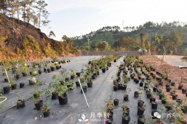 廣西防城港：網(wǎng)絡(luò)直播帶旺月季花銷(xiāo)售 推進(jìn)鄉(xiāng)村振興(圖2)
