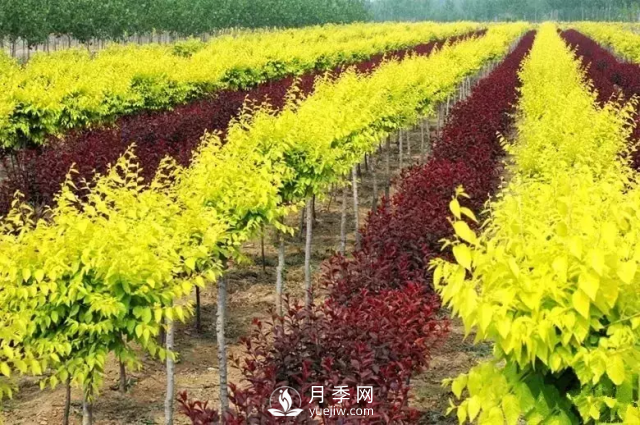 說說中國人自己知識產(chǎn)權(quán)的彩葉苗木，金葉榆(圖1)