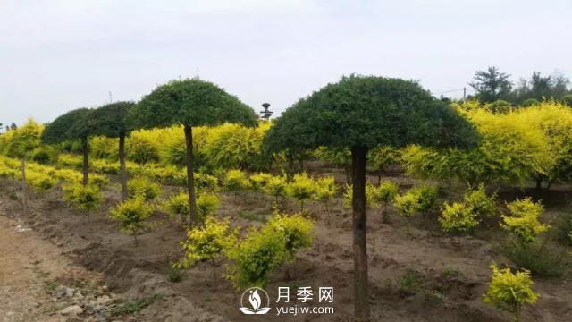 說說中國人自己知識產(chǎn)權(quán)的彩葉苗木，金葉榆(圖2)