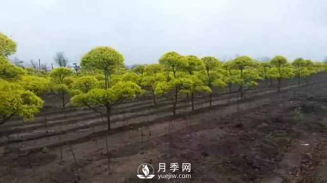 說說中國人自己知識產(chǎn)權(quán)的彩葉苗木，金葉榆(圖3)