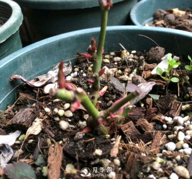 還沒開春月季花就發(fā)芽了，可以放開養(yǎng)了嗎？小心倒春寒(圖2)