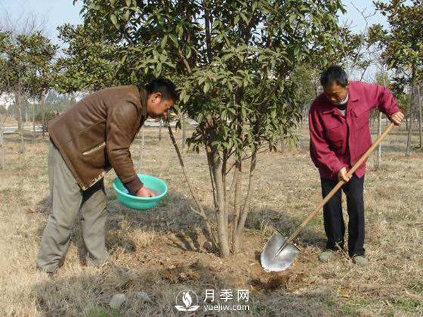 立春了，苗木養(yǎng)護(hù)要搞起來(圖1)