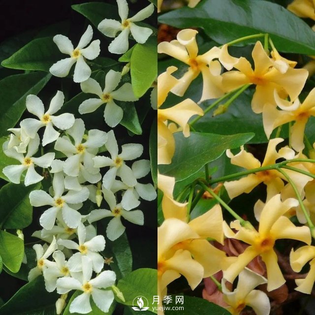13種耐寒的盆栽花卉，零下20多度可存活，大部分南方也能種(圖8)