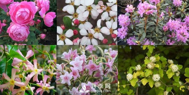 13種耐寒的盆栽花卉，零下20多度可存活，大部分南方也能種(圖1)