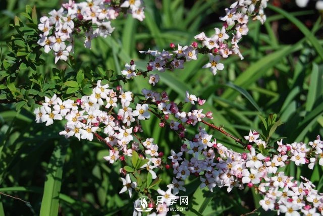 13種耐寒的盆栽花卉，零下20多度可存活，大部分南方也能種(圖31)