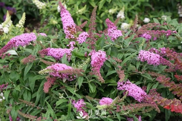 13種耐寒的盆栽花卉，零下20多度可存活，大部分南方也能種(圖20)