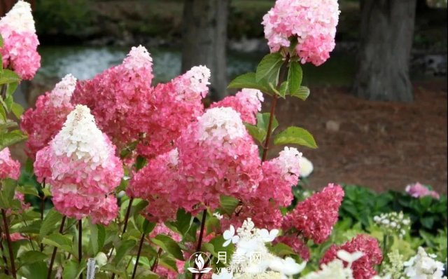 13種耐寒的盆栽花卉，零下20多度可存活，大部分南方也能種(圖15)