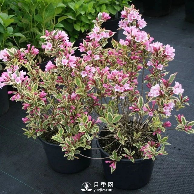 13種耐寒的盆栽花卉，零下20多度可存活，大部分南方也能種(圖11)