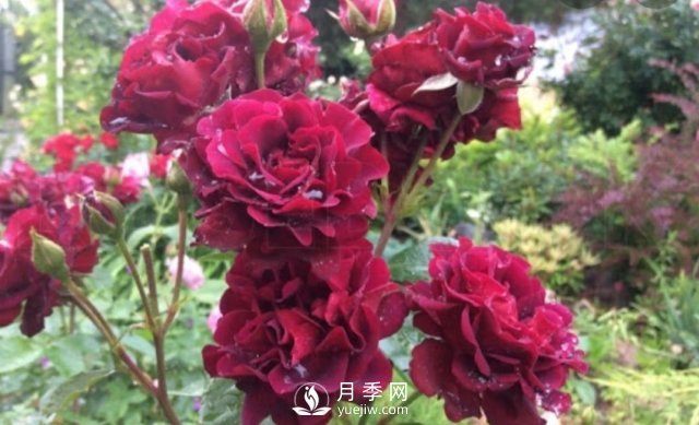 13種耐寒的盆栽花卉，零下20多度可存活，大部分南方也能種(圖35)