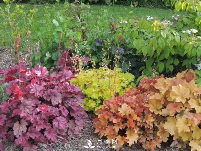 13種耐寒的盆栽花卉，零下20多度可存活，大部分南方也能種(圖23)