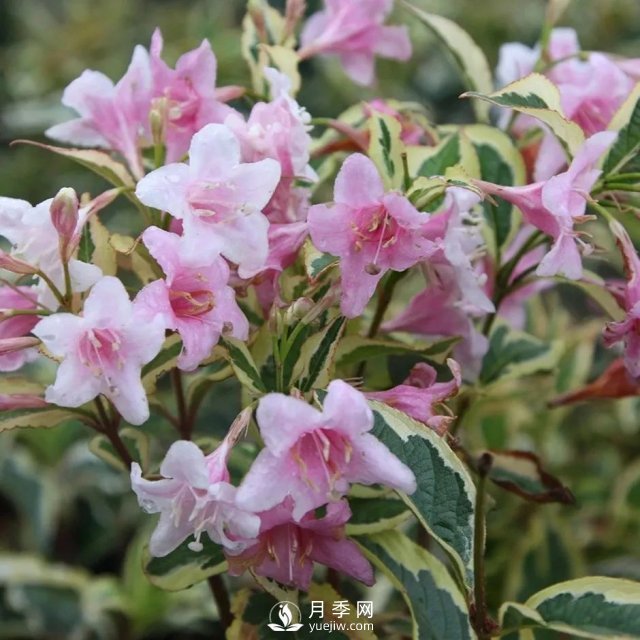 13種耐寒的盆栽花卉，零下20多度可存活，大部分南方也能種(圖12)