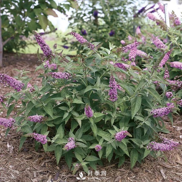 13種耐寒的盆栽花卉，零下20多度可存活，大部分南方也能種(圖21)