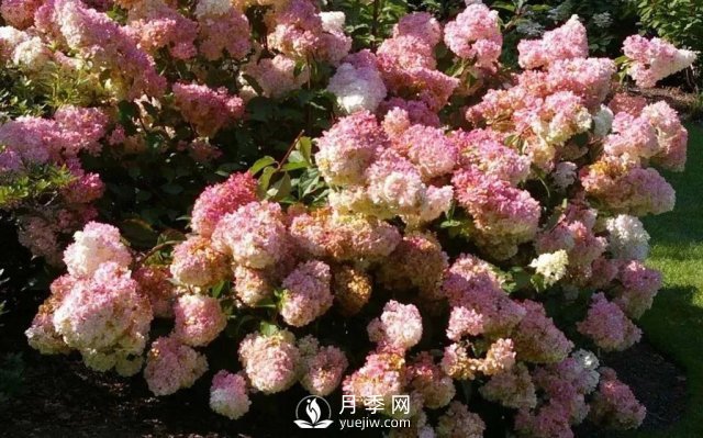 13種耐寒的盆栽花卉，零下20多度可存活，大部分南方也能種(圖14)