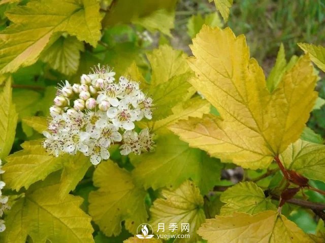 13種耐寒的盆栽花卉，零下20多度可存活，大部分南方也能種(圖27)