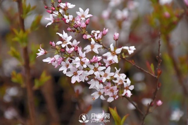 13種耐寒的盆栽花卉，零下20多度可存活，大部分南方也能種(圖32)
