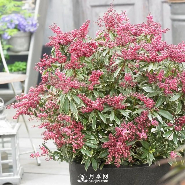 13種耐寒的盆栽花卉，零下20多度可存活，大部分南方也能種(圖19)