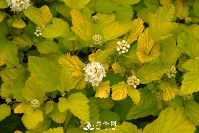 13種耐寒的盆栽花卉，零下20多度可存活，大部分南方也能種(圖28)