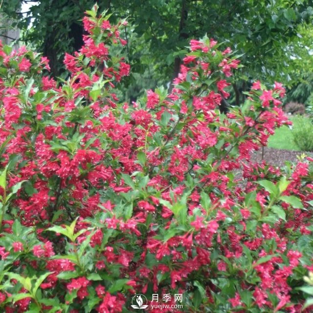 13種耐寒的盆栽花卉，零下20多度可存活，大部分南方也能種(圖13)