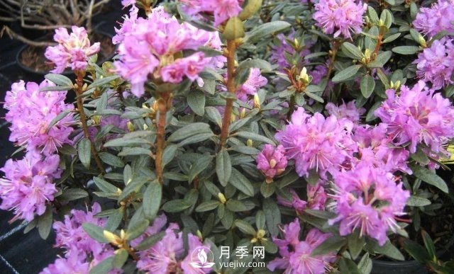 13種耐寒的盆栽花卉，零下20多度可存活，大部分南方也能種(圖29)