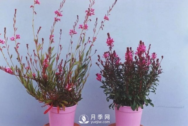 13種耐寒的盆栽花卉，零下20多度可存活，大部分南方也能種(圖4)