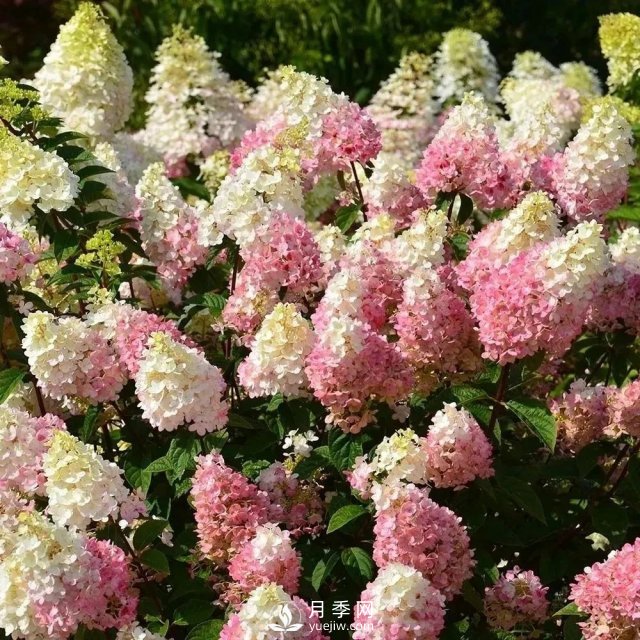 13種耐寒的盆栽花卉，零下20多度可存活，大部分南方也能種(圖16)