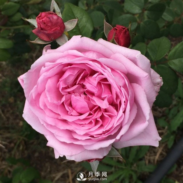 13種耐寒的盆栽花卉，零下20多度可存活，大部分南方也能種(圖33)