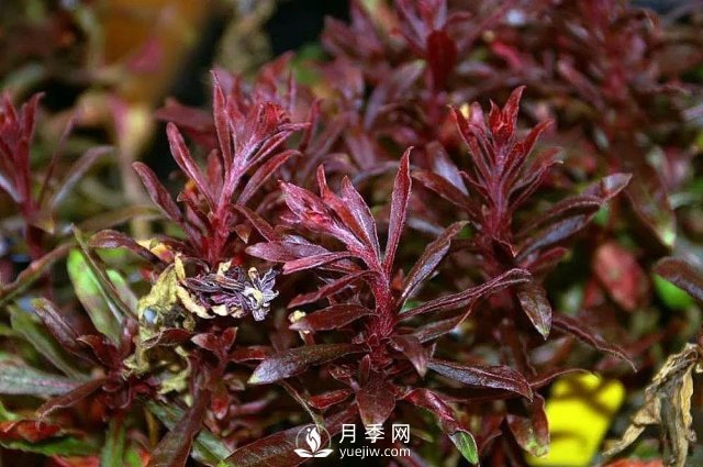 13種耐寒的盆栽花卉，零下20多度可存活，大部分南方也能種(圖2)