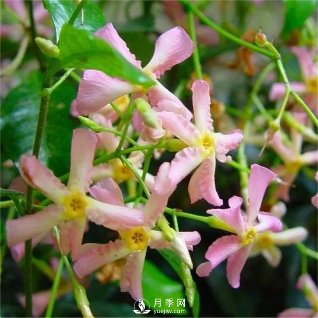 13種耐寒的盆栽花卉，零下20多度可存活，大部分南方也能種(圖10)