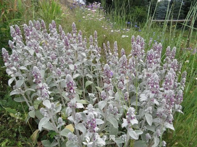 13種耐寒的盆栽花卉，零下20多度可存活，大部分南方也能種(圖26)