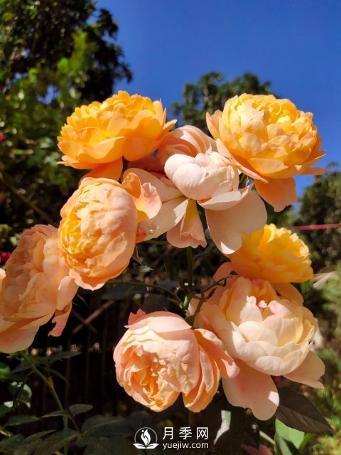 早春養(yǎng)月季，做好三方面養(yǎng)護(hù)，生長(zhǎng)開(kāi)花不用愁(圖1)