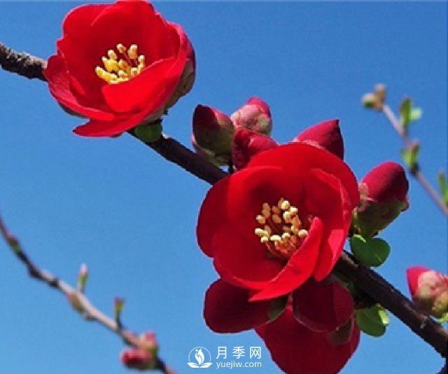 海棠的繁殖方法，景觀盆栽與管理(圖1)