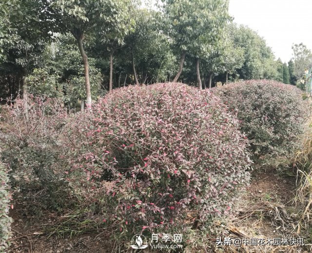 云南省苗協(xié)聯(lián)手專家把脈云南苗木產(chǎn)業(yè)(圖4)