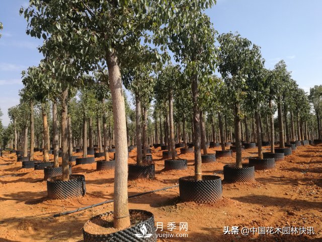 云南省苗協(xié)聯(lián)手專家把脈云南苗木產(chǎn)業(yè)(圖2)