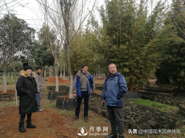 云南省苗協(xié)聯(lián)手專家把脈云南苗木產(chǎn)業(yè)(圖1)