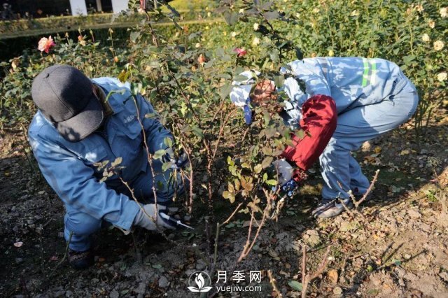 月季養(yǎng)護(hù)12個(gè)月計(jì)劃表，按照這個(gè)養(yǎng)，月季花園不是夢(mèng)(圖1)