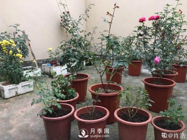 月季養(yǎng)護(hù)12個(gè)月計(jì)劃表，按照這個(gè)養(yǎng)，月季花園不是夢(mèng)(圖3)