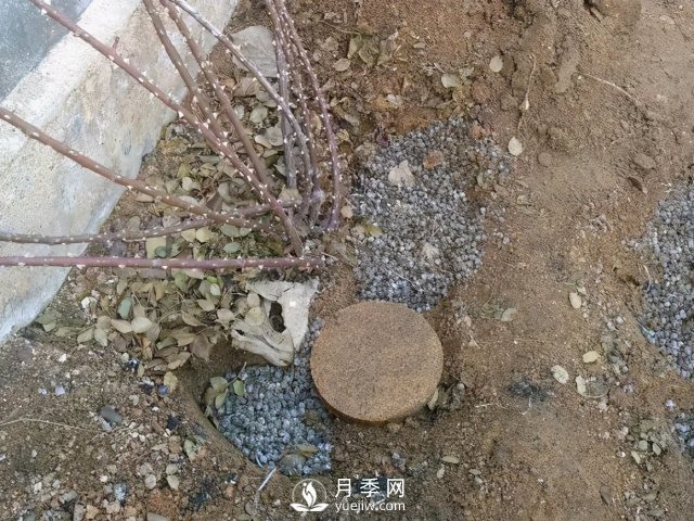 月季養(yǎng)護(hù)12個(gè)月計(jì)劃表，按照這個(gè)養(yǎng)，月季花園不是夢(mèng)(圖2)