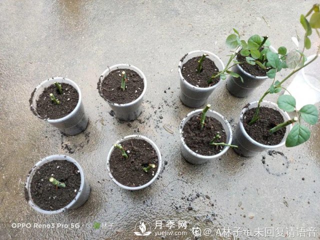月季養(yǎng)護(hù)12個(gè)月計(jì)劃表，按照這個(gè)養(yǎng)，月季花園不是夢(mèng)(圖5)
