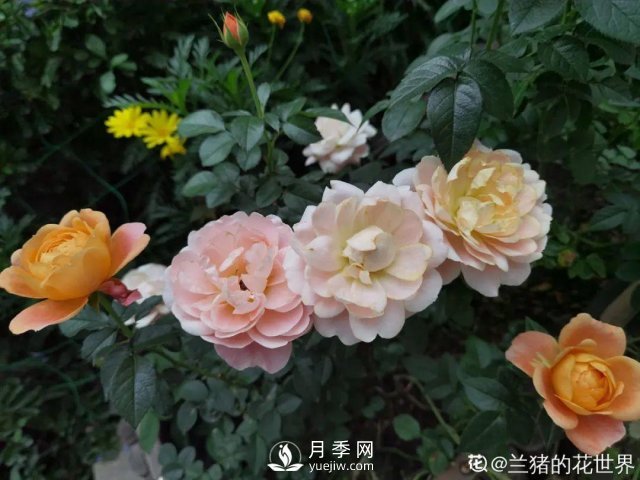 月季養(yǎng)護(hù)12個(gè)月計(jì)劃表，按照這個(gè)養(yǎng)，月季花園不是夢(mèng)(圖7)