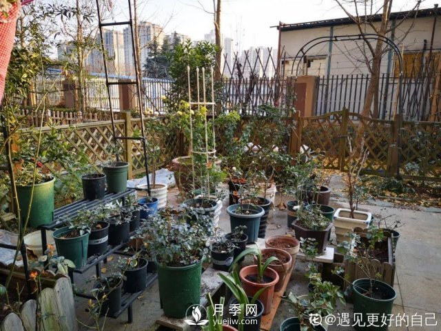 月季養(yǎng)護(hù)12個(gè)月計(jì)劃表，按照這個(gè)養(yǎng)，月季花園不是夢(mèng)(圖8)