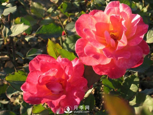 月季花黑斑病是很容易出現(xiàn)的，如何防治的方法很重要？(圖1)