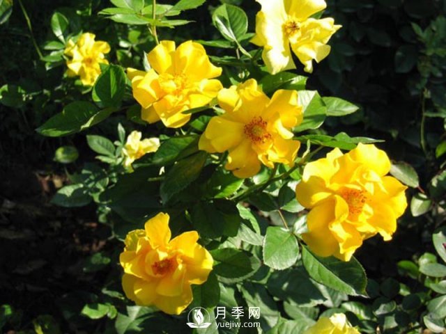 月季水插繁殖的方法，掌握這種方法還是需要學習的(圖1)