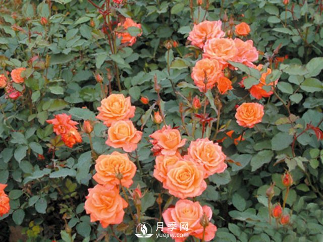 月季花茶和玫瑰花茶怎樣能夠區(qū)分開？(圖1)