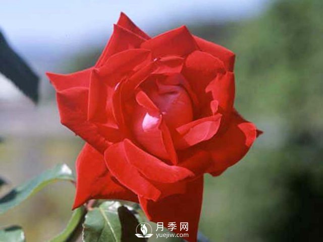 月季的硬枝扦插和管理方法很重要的，直接月季繁育(圖1)