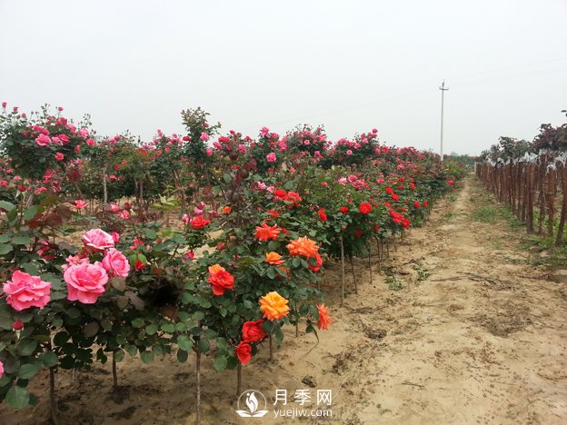 月季樹可以移栽嗎？要注意什么你都知道嗎？(圖1)
