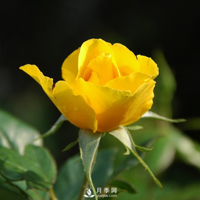 月季的育種演化是怎樣的？石橋月季告訴你(圖1)