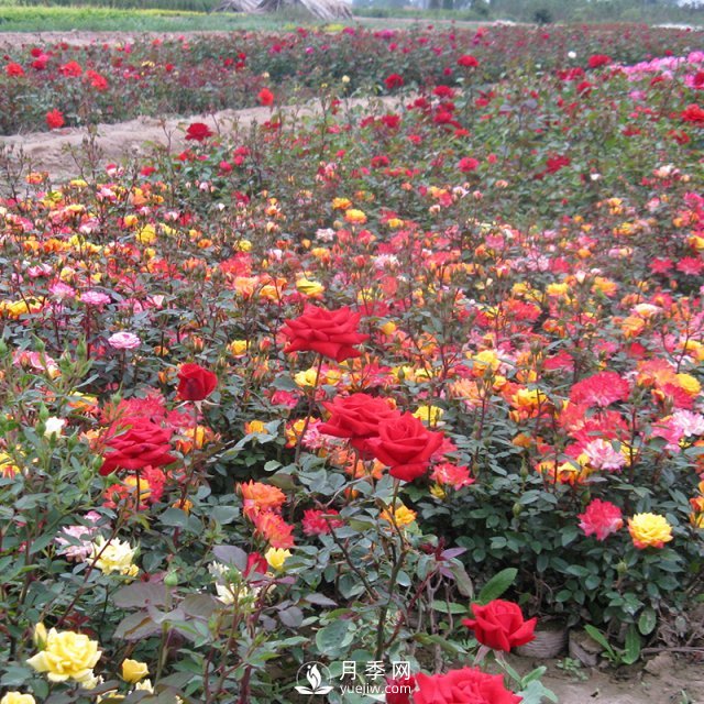 怎樣養(yǎng)好月季花？石橋月季告訴你(圖1)