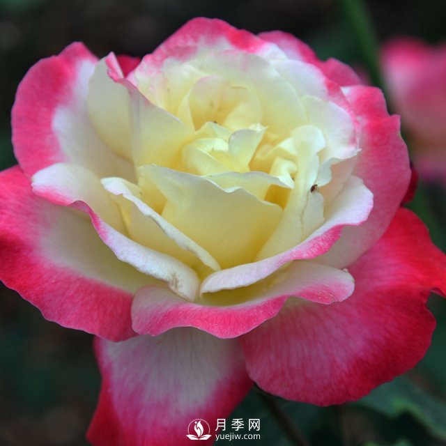 月季扦插有什么技巧？南陽(yáng)月季告訴你(圖1)