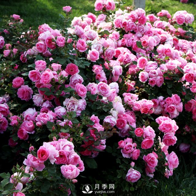 月季的繁殖方式有哪些？南陽(yáng)石橋月季告訴你(圖1)
