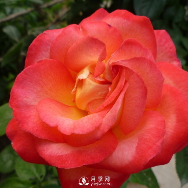 月季該怎么養(yǎng)護(hù)？石橋月季告訴你(圖1)